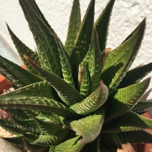 Planta viva - Haworthia Limifolia talla M