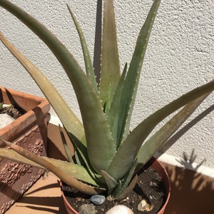 Aloe Vera/Aloe Barbadensis - Live Succulent Plant