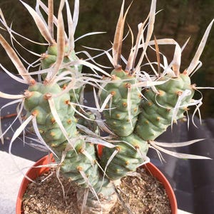 Tephrocactus articulatus var. papiracanthus - Cactus resistente al freddo fino alla zona 7b