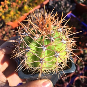 Trichocereus Atacamensis Var. Pasacana or Cardón de la Puna - Cactus resistant to cold up to zone 7A