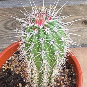Pachycereus Pringlei, Giant Saguaro or False Saguaro - Live cactus plant