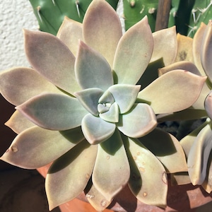 Graptopetalum Paraguayense or Madreperla- Cold hardy succulent up to USDA zone 7B. Outdoor succulent, live plant.