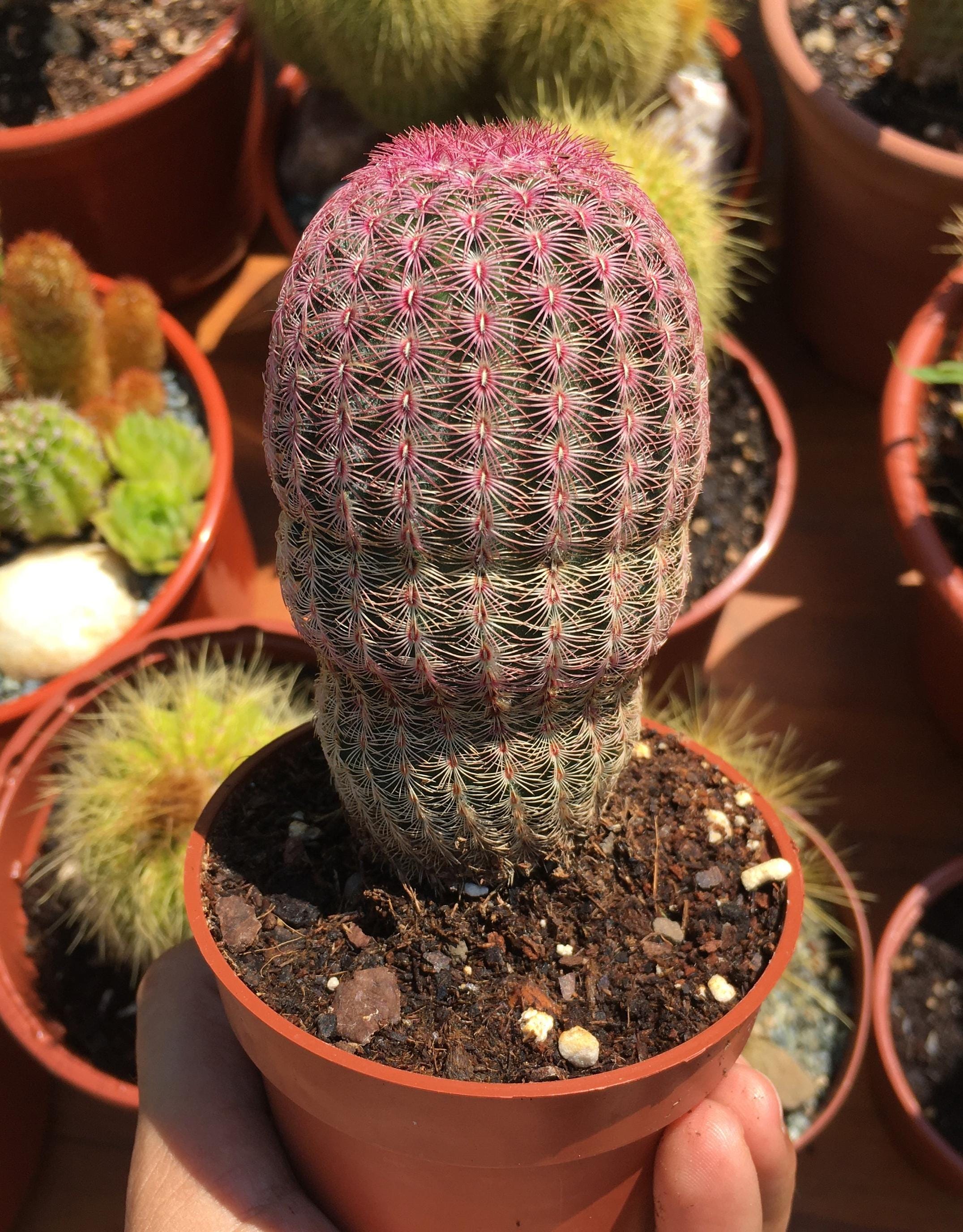 Acero Rosso Giapponese Cactus Echinocereus Rigidissimus (Rainbow Hedgehog) - Pianta Grassa In Vaso Da 3.5 Pollici Cactus Colorato