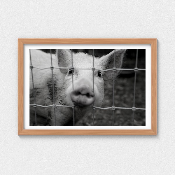 2x Digital Downloads of Australian Mini Pig, Pig Photo, Piggy, Farm, Cottage, Prints, Wall Art, Pigs (Black/White & Colour)