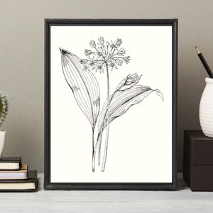 Black And White Flower Drawings, Neutral Botanical Artwork, Minimalist Boho Home Decor, Vintage Printable Art, Simple Antique Wall Poster,
