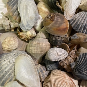 May include: A collection of seashells in various shapes, sizes, and colors, including white, brown, gray, and black. Some shells have intricate patterns and textures.