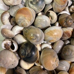 Set of 10 Moon Snail Shells, Bulk Moon Shell, Texas Gulf Coast, Vase and Bowl Filler, Crafting Shells, Seashells, Beach House Decor