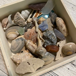 May include: A wooden box filled with a variety of seashells, including a large clam shell, a sand dollar, and several smaller shells. There are also pieces of sea glass and other beach finds in the box.