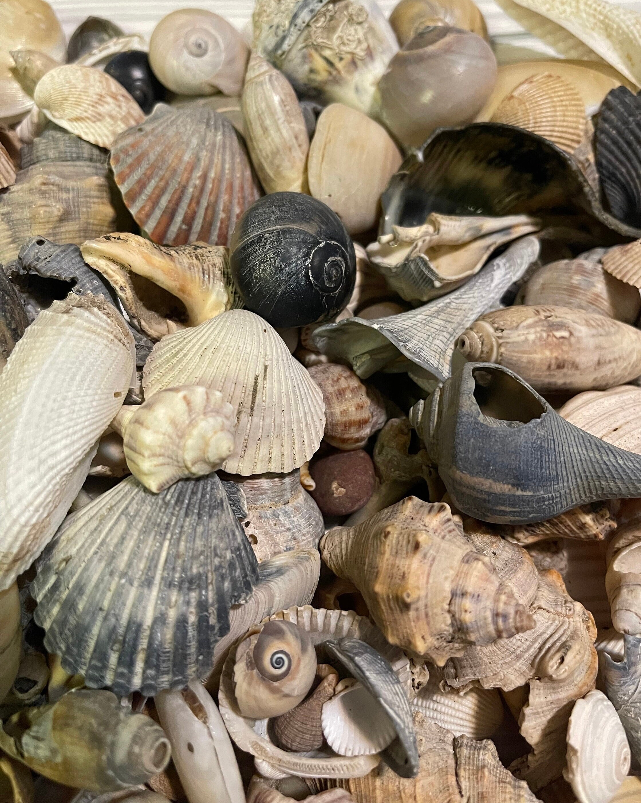 Bulk Assorted Seashells: Texas Gulf Coast Crafting Shells - Etsy