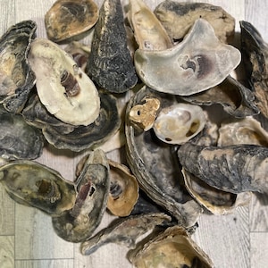 Natural Oyster Shells, Ornament Decor, Crafting Shells, oyster Shells Lot, Cleaned Oyster Shells, beach Gifts, Diy Decor, Weddings
