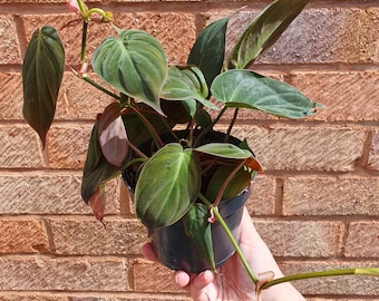 Philodendron Scandens Micans plant