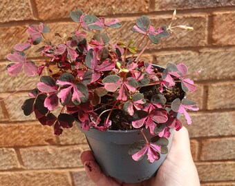 Oxalis Plum Crazy plant