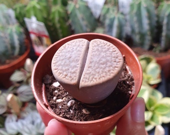 Lithops Living Stones plant