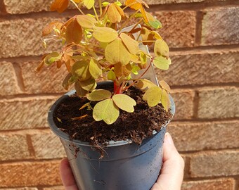 Oxalis Sunset plant