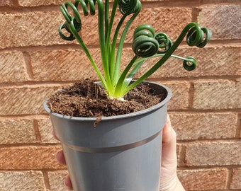 Albuca Spiralis Frizzle Sizzle plant