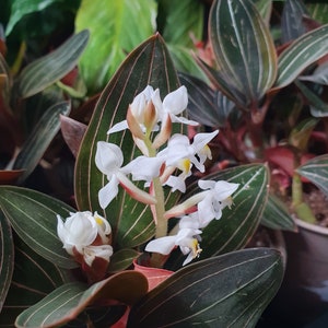 Ludisia Discolor Jewel Orchid plant