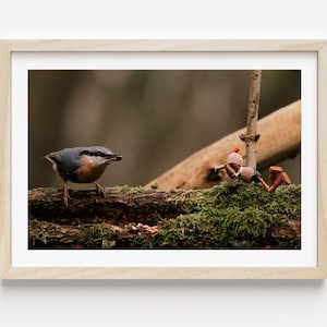 Picchio muratore e piccolo elfo birdwatcher. Fotografia STAMPA, Arte della fotografia naturalistica, Decorazione della fauna selvatica, Opaco senza cornice