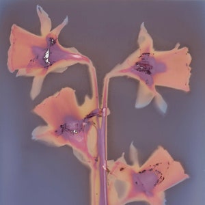 May include: An abstract image of daffodils, featuring peach-coloured petals and purple centres. The stems are a vibrant pink, set against a muted grey background. The flowers are in full bloom, showcasing their unique shapes.