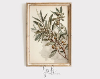 May include: A vintage botanical illustration of a branch of olive tree with green leaves and small, round, yellow-green olives. The illustration is framed in a light wood frame.