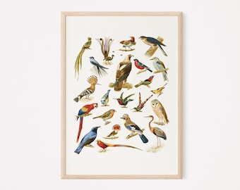 Impresión de aves vintage, impresión digital de ornitología, cartel de especies de aves, regalos para observadores de aves, arte de pared de aves vintage, amantes de las aves de decoración del hogar