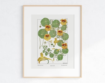 Nasturtium Vintage Botanical Print: Flower Wall Art (Digital Download)
