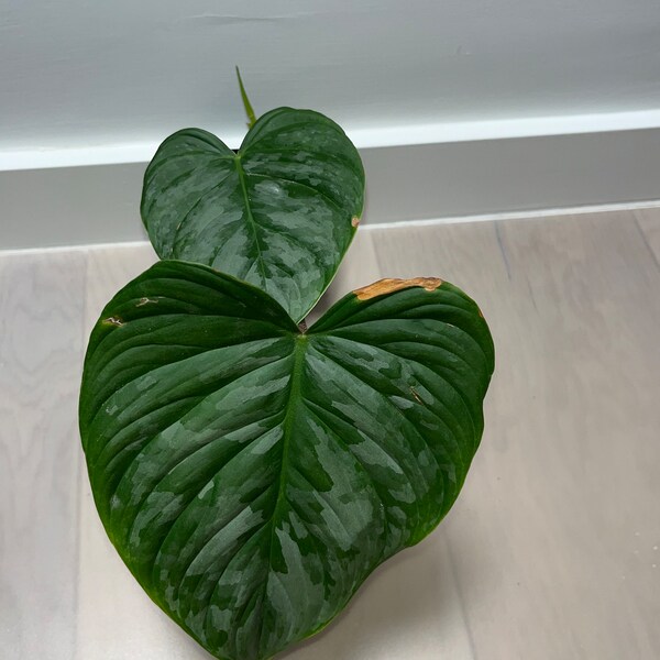 Philodendron Majestic (hybrid)