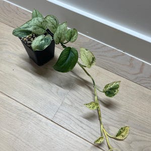 May include: A potted houseplant with variegated green and white leaves. The plant is in a small black square pot and sits on a light wood floor. A long vine with similar leaves extends from the pot.