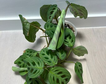 Maranta lichte aderen