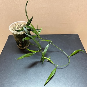 Hoya longifolia sp.