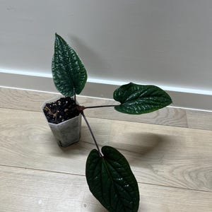 bonsai dnger test Bonsai Dnger von Flora Boost