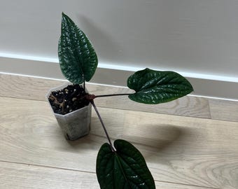 Anthurium Luxurians x Radicans