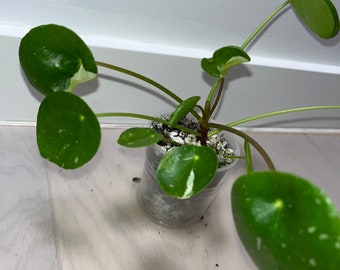 Pilea witte plons