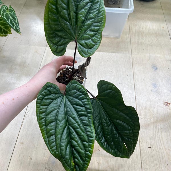 Anthurium Luxurians x Radicans