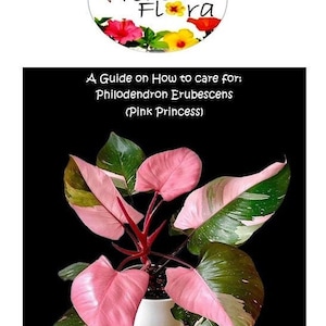 Philodendron erubescens - Etsy 日本