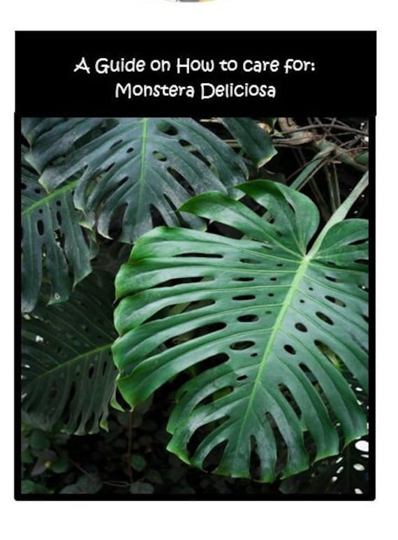 buy philodendron plant Philodendron Black Cardinal XL starter plant **(ALL plants require you to  purchase ANY 2 plants!)**