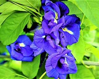 Blue Butterfly Pea, Hoa đậu biếc, for GROWING