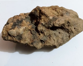 Brachiopod fossil plate