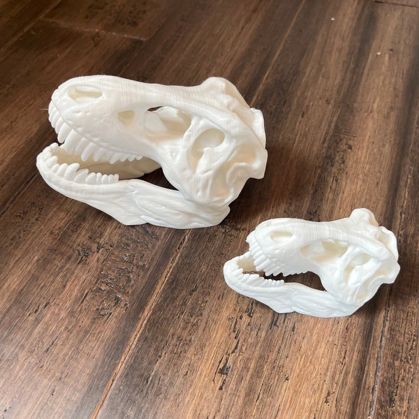 Dinosaur Skull Model