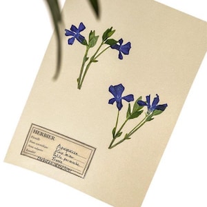 Herbier vintage A5 décoration murale plante pervenche