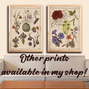 Puede incluir: Dos l&aacute;minas bot&aacute;nicas enmarcadas con ilustraciones vintage de plantas y hongos. Las l&aacute;minas est&aacute;n en marcos de madera clara y presentan dibujos detallados en colores apagados. El texto "Other prints available in my shop!" se muestra debajo.