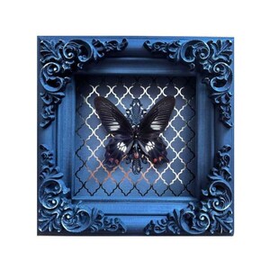 Könnte beinhalten: Ein gerahmtes Schmetterlings-Exemplar mit schwarzen Flügeln und roten Akzenten. Der Rahmen ist dunkelblau mit verzierten Details und einem silbernen gemusterten Hintergrund.