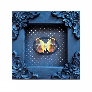 May include: A black ornate frame with a white butterfly specimen on a black and white polka dot background.