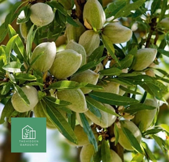 bitter almond plant Titan Almond