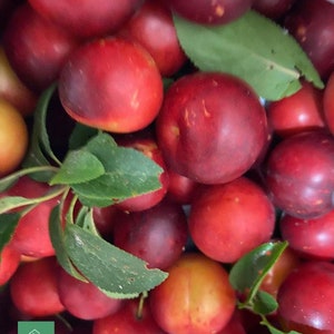Kirsch-Pflaume, *Prunus Cerasifera* Obstbaum 25 Samen
