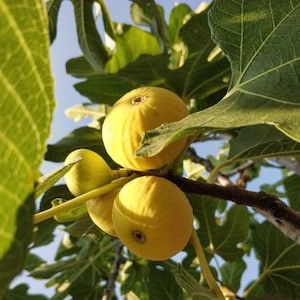 Yellow long neck fig - Etsy 日本