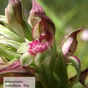 Bug Orchid Flowers 5 Bulbs *Anacamptis coriophora*