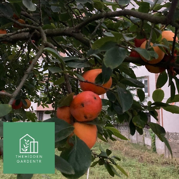 Persimmon Fruit, Japanese Persimmon Tree 20 Seeds *Diospyros kaki*