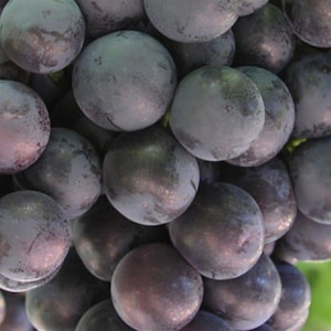 Könnte beinhalten: Nahaufnahme einer Traube dunkler lila Trauben. Die Trauben sind rund und prall, mit einem leicht staubigen Aussehen. Der Hintergrund ist verschwommen, was auf eine natürliche Umgebung hindeutet.