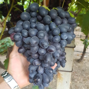 Grape Vine Cuttings - Rootless Grape Vine - 4 Antep Karasi Grapes Cuttings