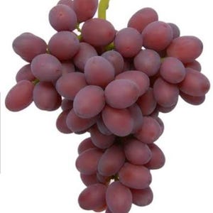 Grape Vine - Rootless Grape Vine - 4 Allison Seedless Grapes Cuttings